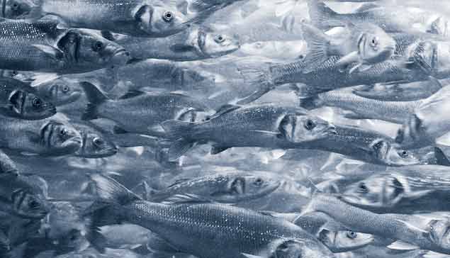 Why do we need aquaculture?