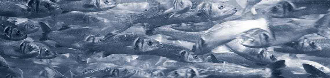 Why do we need aquaculture?